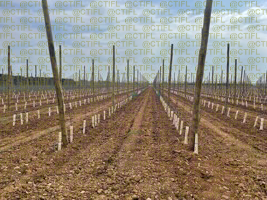 Jeune verger de pommiers (variété Story® Inored) plantés en vue d'une conduite en mur fruitier - Site de Mauguiot (34)